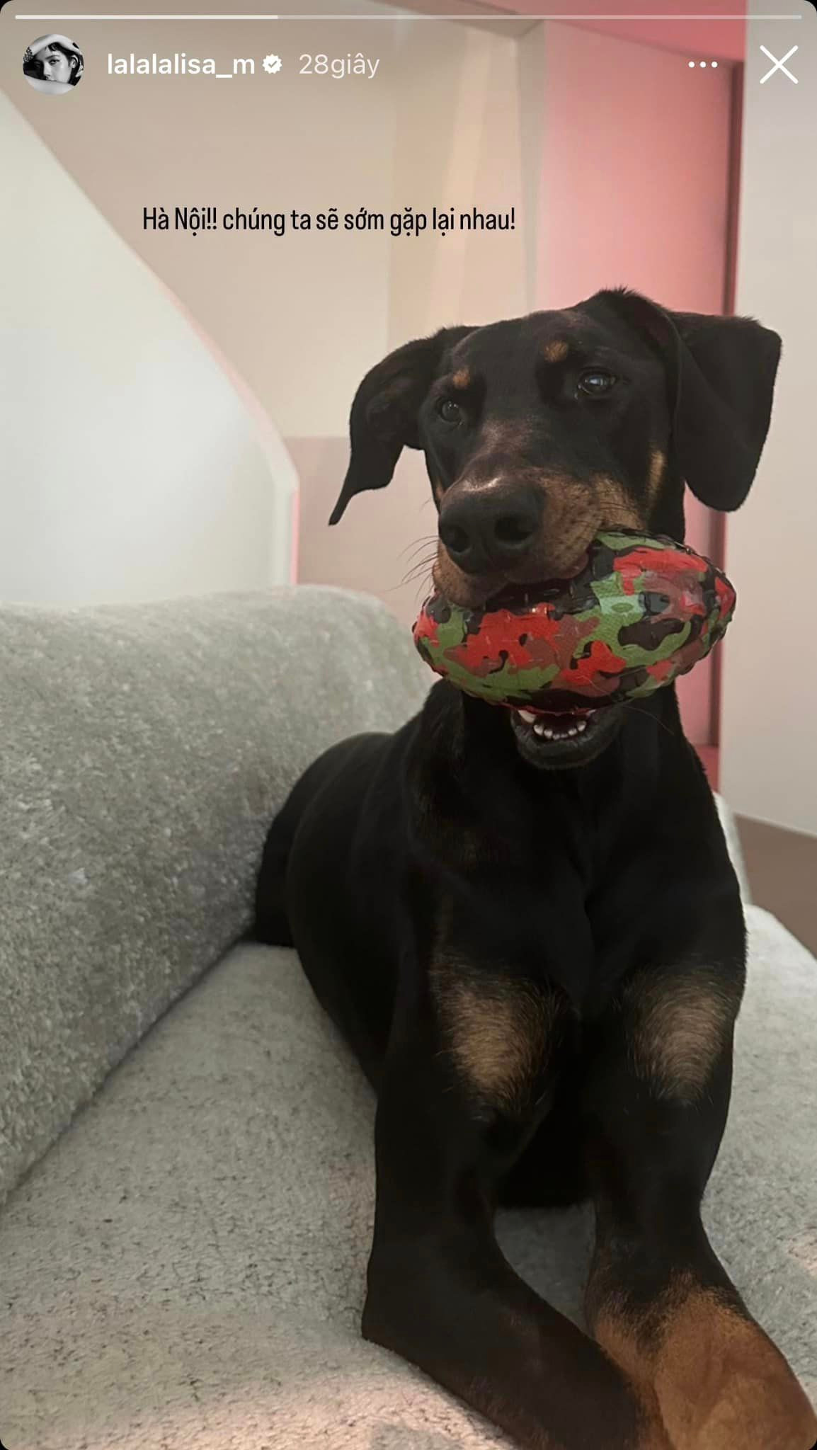 Lisa phiên bản trên sân khấu và &quot;Lisa Việt Nam&quot; khi đăng ảnh thú cưng, gửi lời chào người hâm mộ bằng tiếng Việt. Trên mạng xã hội, người hâm mộ bình luận: &quot;Xong chuyến này chuyển sang Việt Nam sống và flex vô tư&quot;. Ảnh: lalalalisa_m.