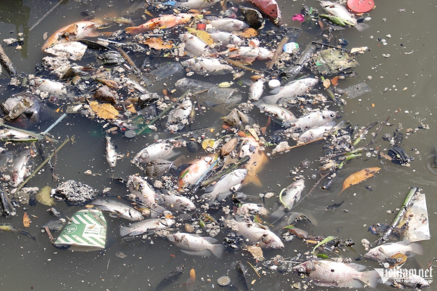Cá chết phơi bụng trên mặt nước, nổi lềnh bềnh. Ảnh: Tuấn Kiệt. Cá chết phơi bụng trên mặt nước, nổi lềnh bềnh. Ảnh: Tuấn Kiệt.