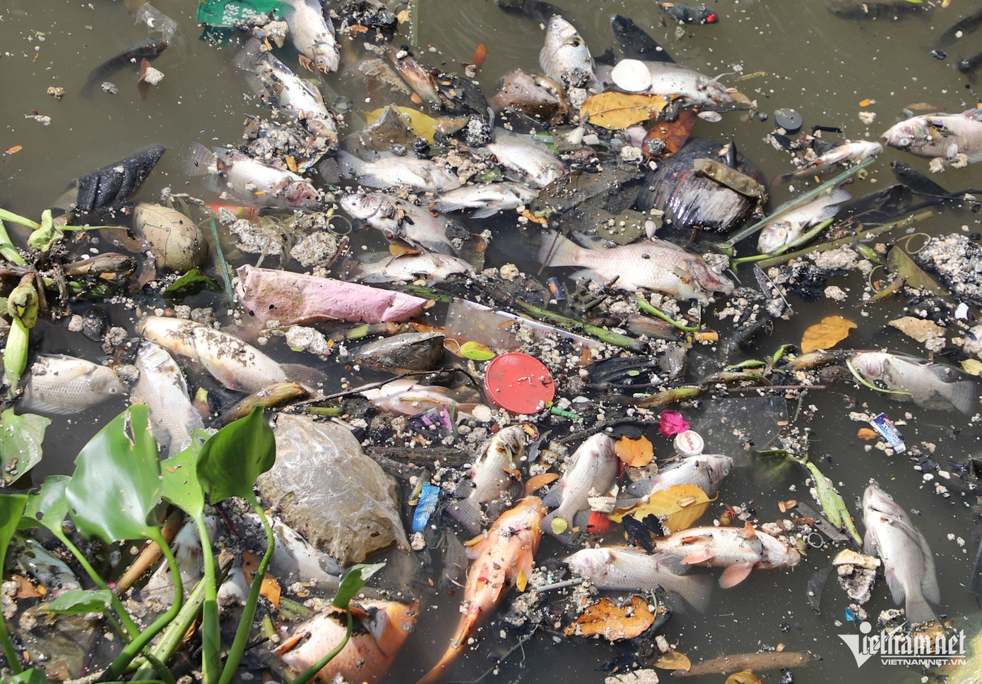 Cá chết nổi dày đặc trên mặt nước kênh Nhiêu Lộc - Thị Nghè. Ảnh: Tuấn Kiệt. Cá chết nổi dày đặc trên mặt nước kênh Nhiêu Lộc - Thị Nghè. Ảnh: Tuấn Kiệt.