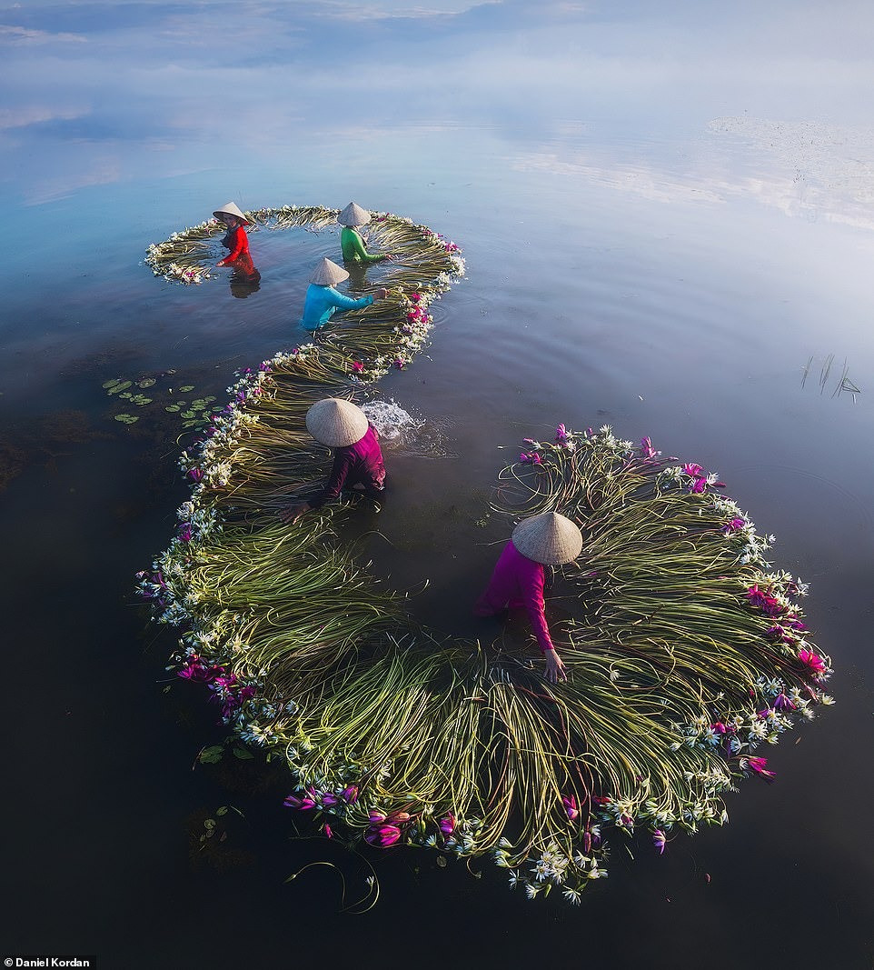 Bức ảnh những người phụ nữ thu hoạch bông súng tại Long An được Daniel mô tả "hấp dẫn, đẹp như bức tranh".