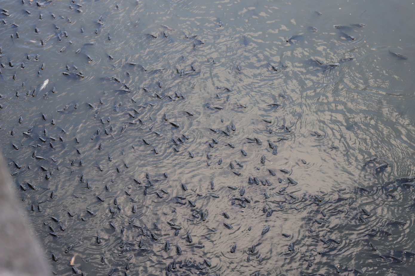 Cả triệu con cá nổi lên kín mặt nước để đớp không khí. Ảnh: Tuấn Kiệt. Cả triệu con cá nổi lên kín mặt nước để đớp không khí. Ảnh: Tuấn Kiệt.
