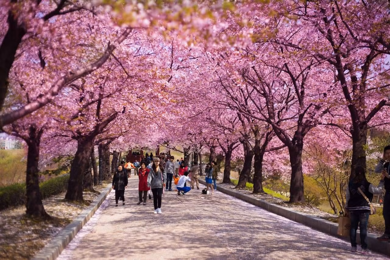 Đảo Jeju trong phim ảnh, truyền hình thường được biết đến với hình ảnh xanh mướt của cây cối và nước trong xanh. Nhưng nếu chọn thời điểm thích hợp, du khách có thể trải nghiệm khoảnh khắc hoa anh đào nở rộ và hoa đỗ quyên dọc hai bên đường, tạo cảm giác khác lạ khi đến thăm Hàn Quốc.
