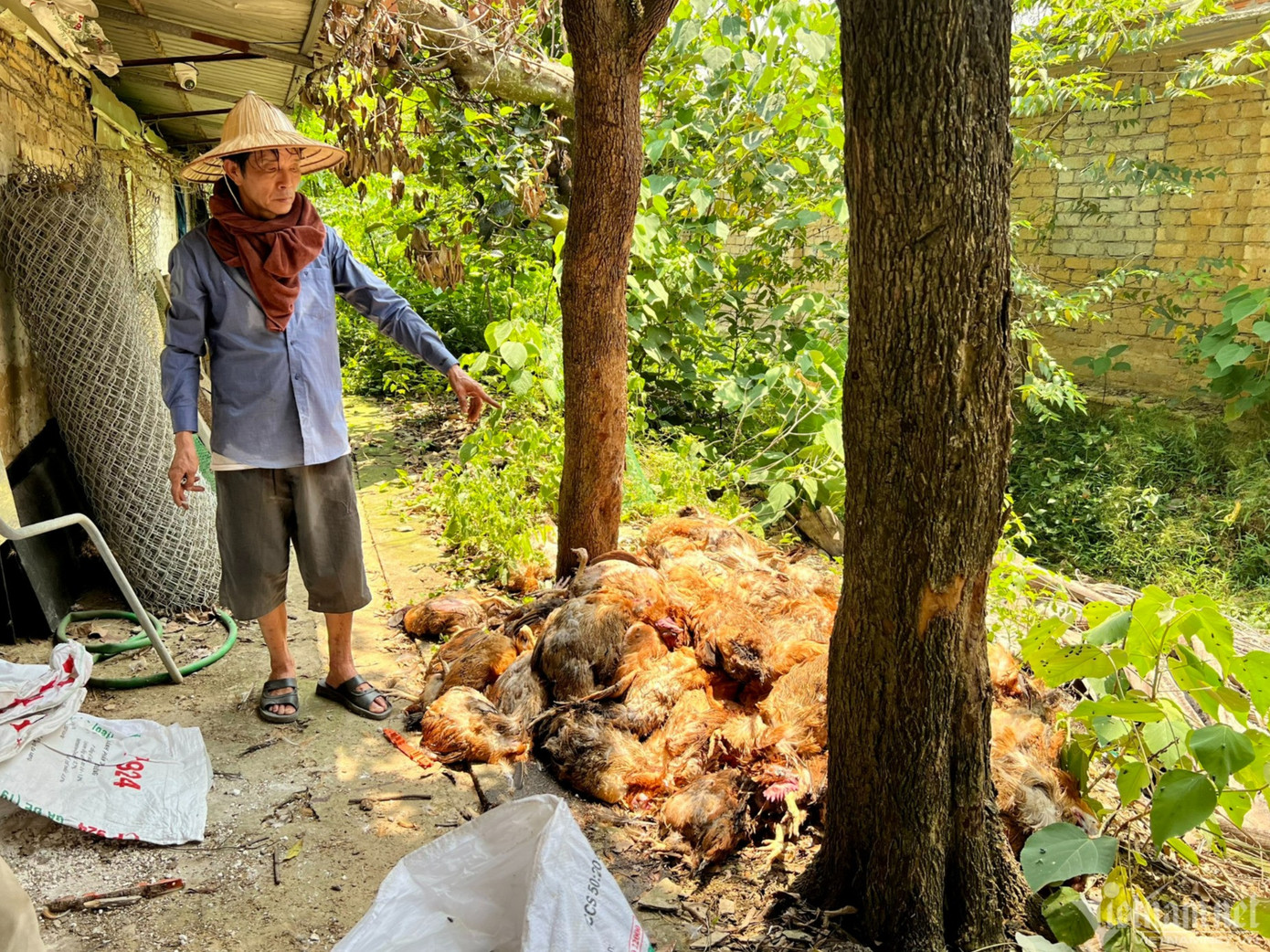 “Chỗ này 375 con, chỗ kia 285 con... tổng cộng gần 1.050 con gà chết", ông Dũng thất thần chỉ tay vào đám gà chết xếp thành đống đang chờ đóng bao để mang đi chôn lấp, tiêu hủy.