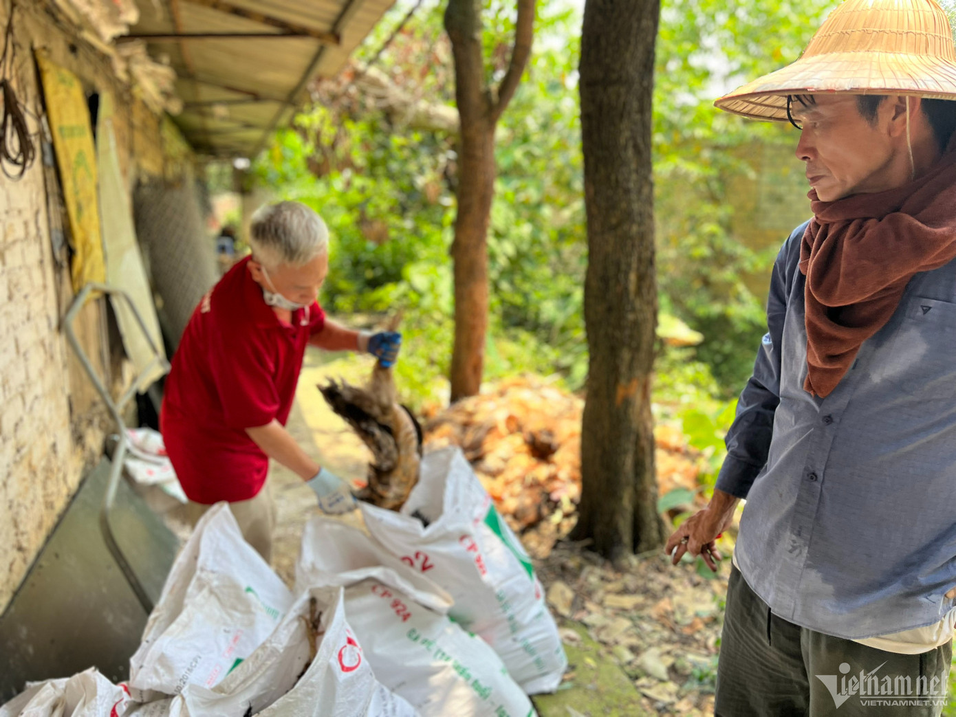 "10h mất điện, 12h trong trại bắt đầu có 1-2 con gà chết. Từ 14-15h, gà chết như ngả rạ. Đi vào chuồng nhặt gà mà tôi suýt ngã”, ông Dũng kể.