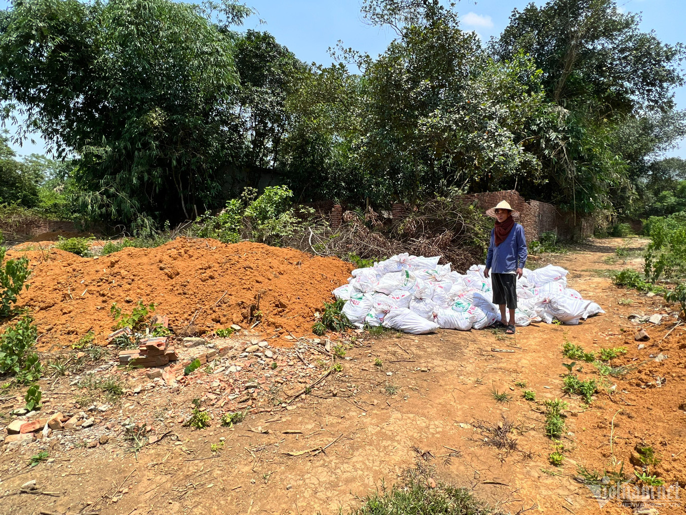 Ông Dũng đang chờ xe tải tới chở xác gà ra điểm tập kết. Dù gà chết không phải vì dịch bệnh, ông vẫn thuê máy xúc đào 3 hố chôn, mua vôi bột về tiêu hủy cẩn thận, đảm bảo vệ sinh môi trường.