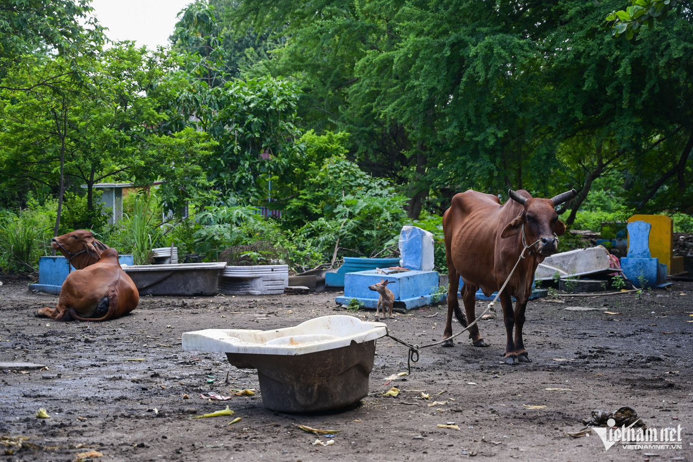 Khu nghĩa trang cũng là nơi chăn thả bò, nhiều người tìm tới câu cá, bắt chim thư giãn cuối tuần.