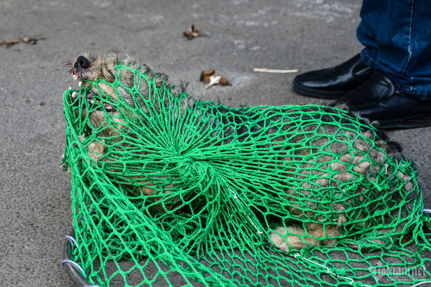 Khi tuần tra, các thành viên của đội mang theo dụng cụ chuyên dụng, tiếp cận và vây bắt những con chó chạy rông ngoài đường, không rọ mõm.