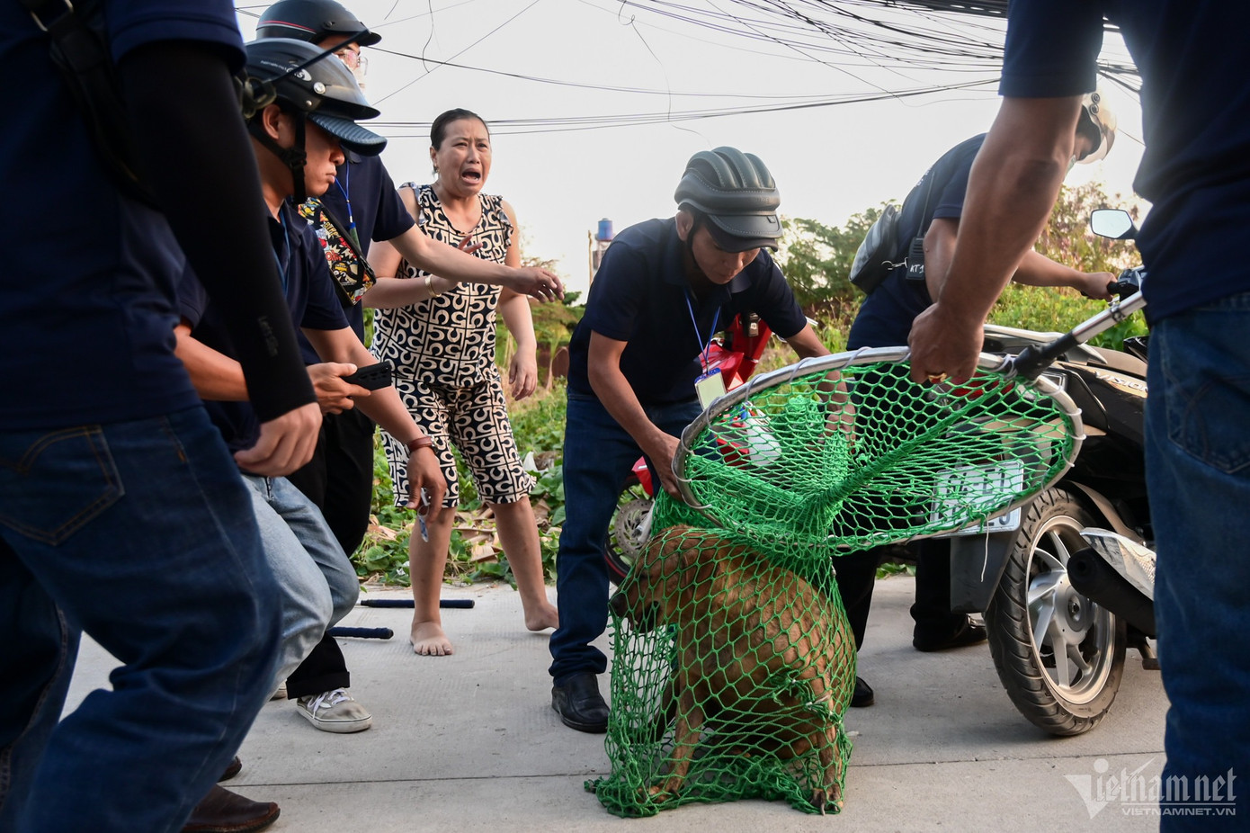 Một người dân khóc nức nở khi cún cưng bị vây bắt. Chị liên tục xin được thả chó và hứa không tái phạm việc thả rông.