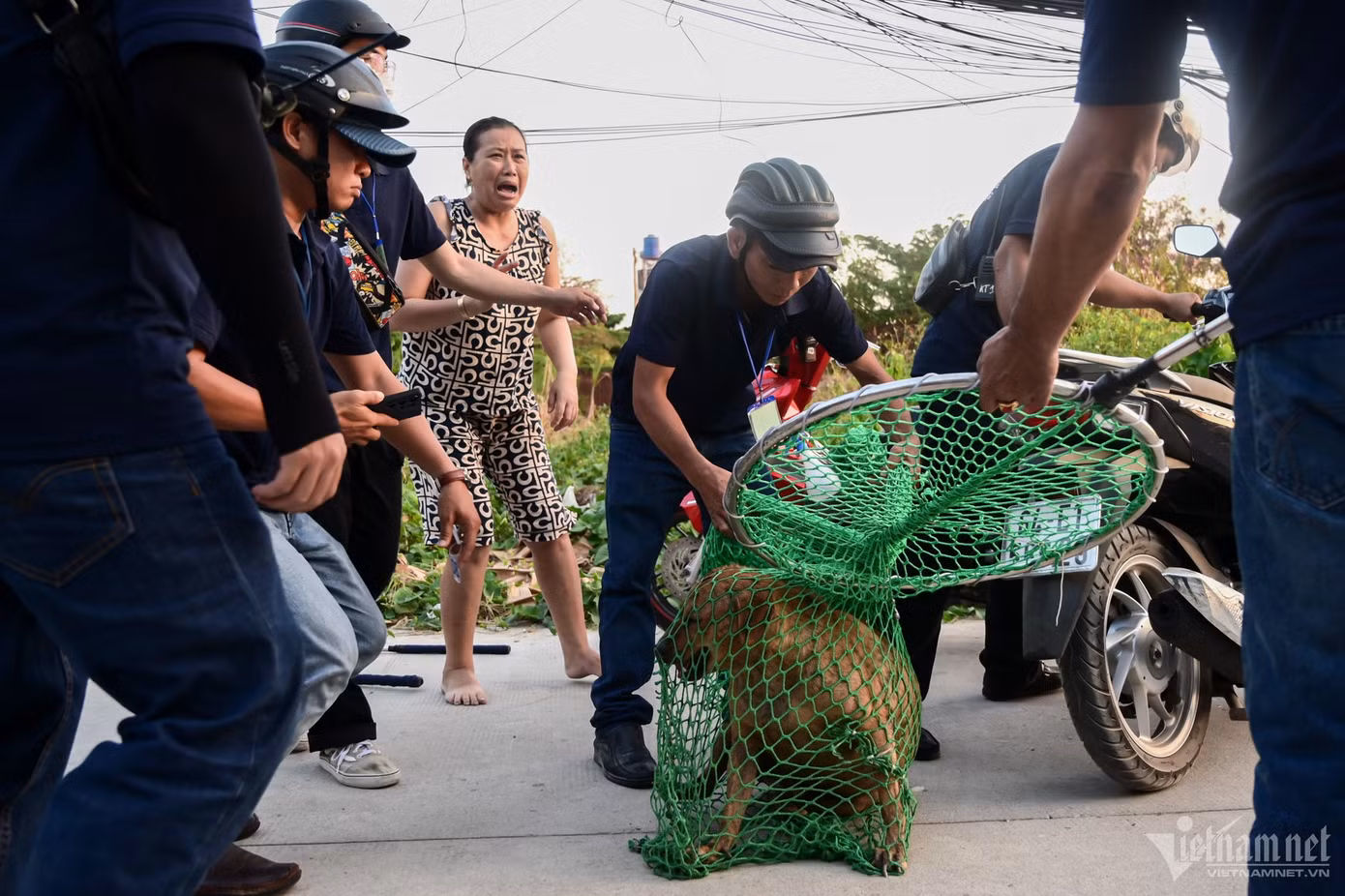 Một người dân khóc nức nở khi cún cưng bị vây bắt. Chị liên tục xin được thả chó và hứa không tái phạm việc thả rông. Một người dân khóc nức nở khi cún cưng bị vây bắt. Chị liên tục xin được thả chó và hứa không tái phạm việc thả rông.