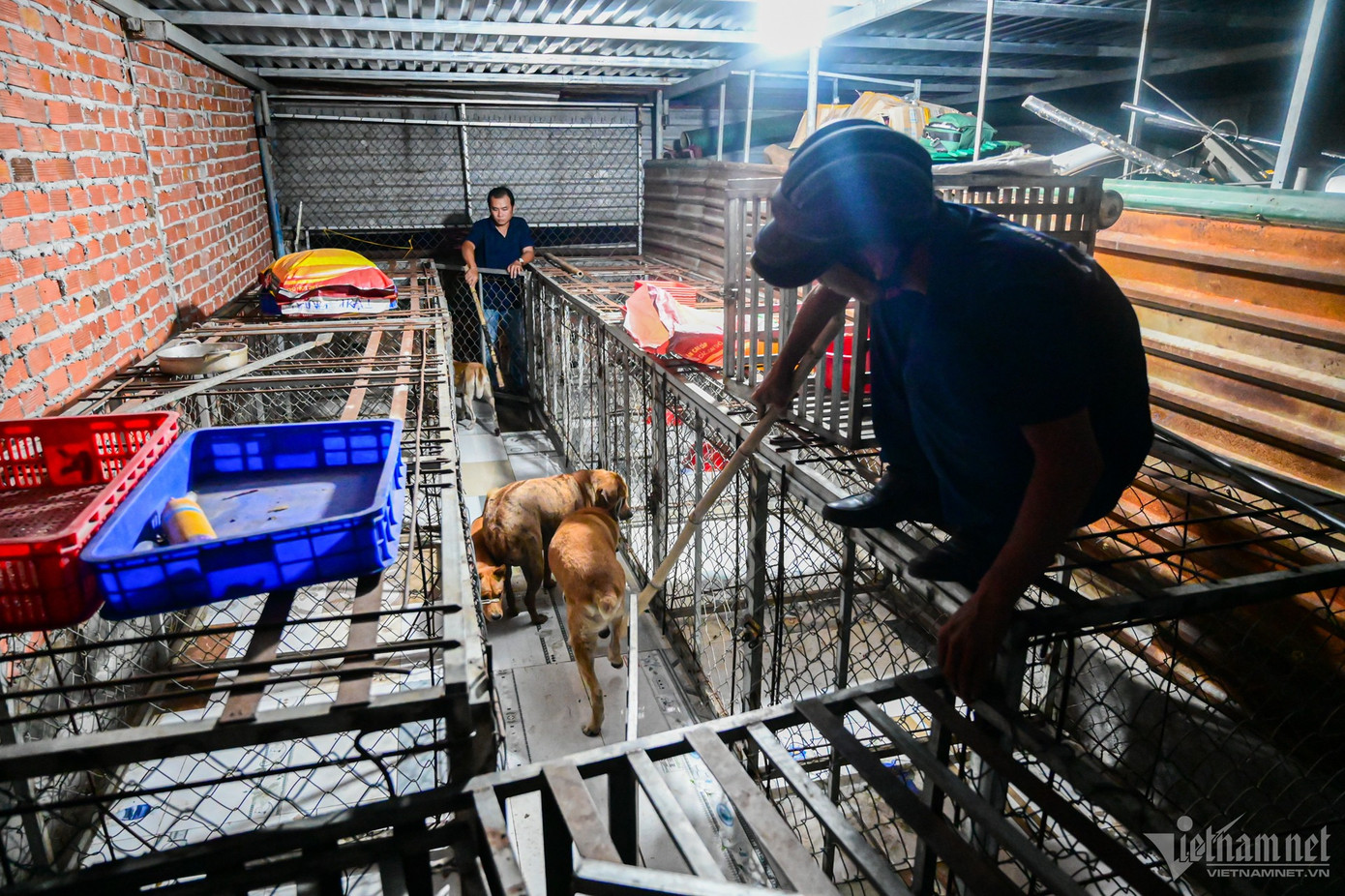 Chó bị bắt được mang về địa điểm tạm giữ ở Ban chỉ huy quân sự phường Hiệp Bình Chánh và được chăm sóc đầy đủ. Sau 48 giờ, nếu không có người đến nhận, chó sẽ được giao cho trường trung cấp nông nghiệp, đơn vị thú y để nghiên cứu khoa học hoặc xử lý theo quy định.