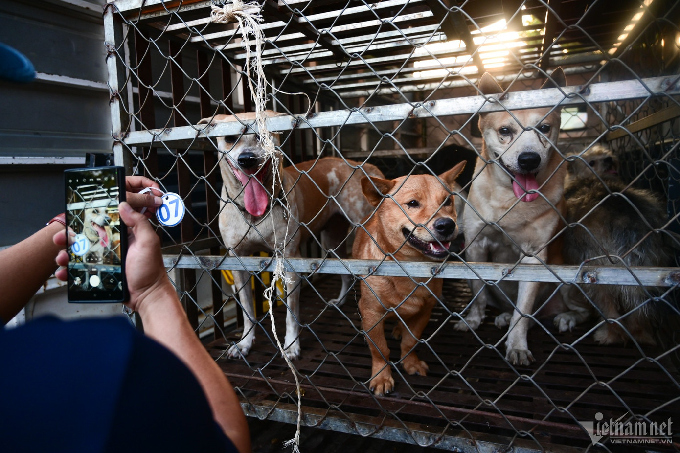 Sau khi bắt chó, các thành viên của đội tuần tra sẽ lần lượt đánh số, chụp ảnh, ghim vị trí để thông báo cho chủ tới nhận diện.