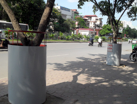 Tháng 7-2011, những cây sưa trên đường Xuân Thủy (Cầu Giấy - Hà Nội) được quây bằng 