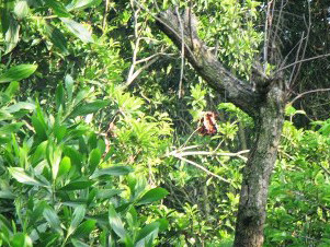 Một phần thi thể nạn nhân gác trên cây