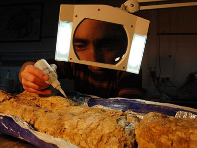 Bộ hóa thạch khủng long được cho là lớn nhất thế giới từ trước tới nay