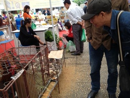 Đôi gà Đông Tảo giá 11 triệu đồng