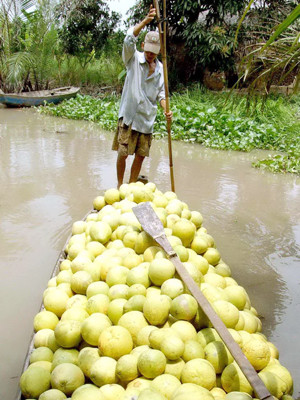 Thu hoạch bưởi năm roi Ảnh: Duy Khương