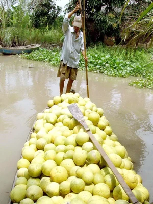 Thu hoạch bưởi năm roi Ảnh: Duy Khương