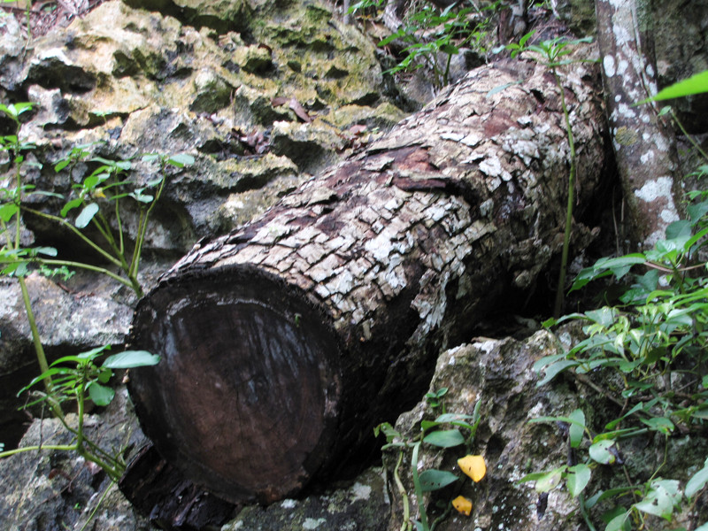 Cũng có cây đã bị mục nát