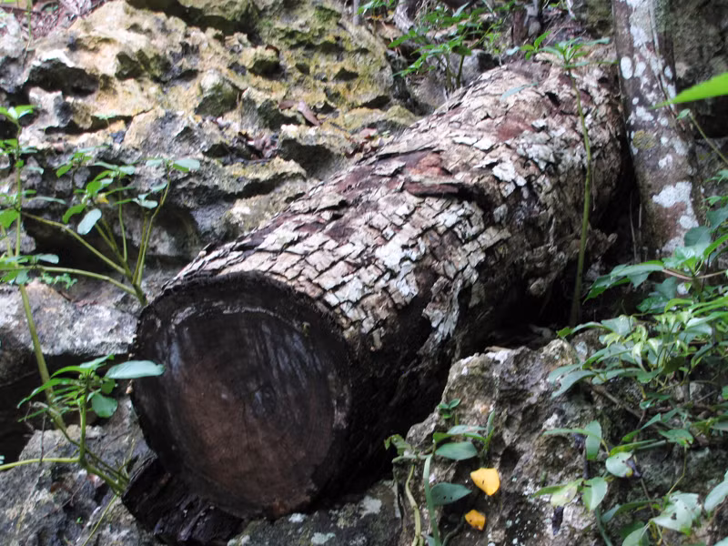 Cũng có cây đã bị mục nát