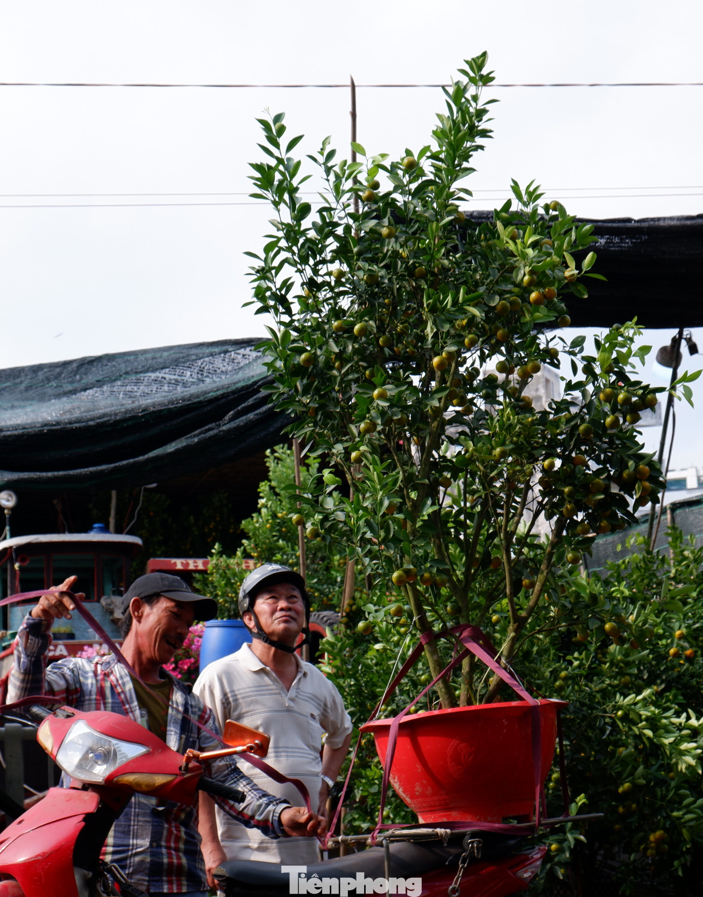 Người dân chọn mua những cây đẹp để mang về trang trí trong dịp Tết.