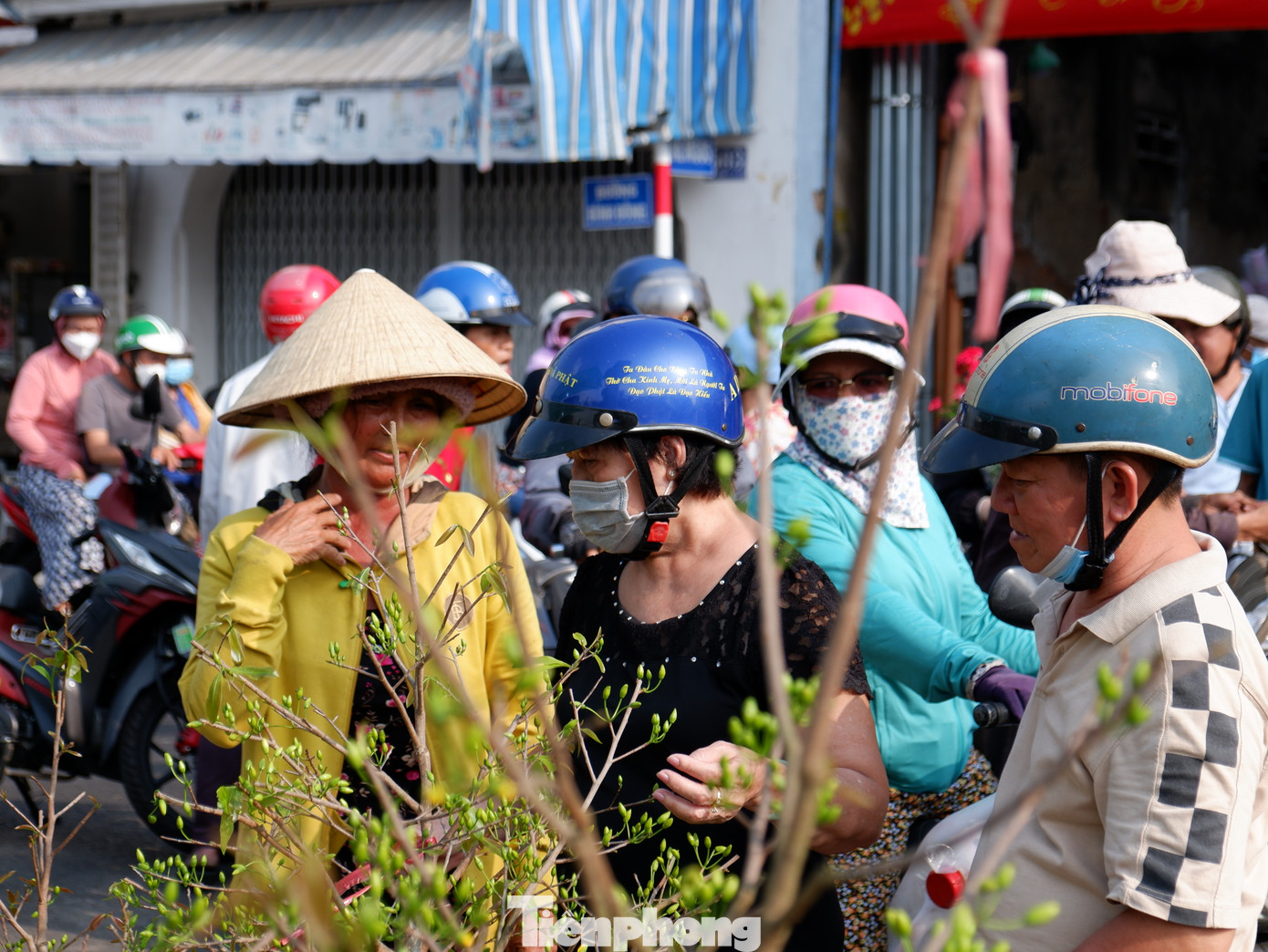 Theo ghi nhận của PV, trong chiều 8/2, nhiều người dân đến các điểm kinh doanh mai vàng để chọn mua.