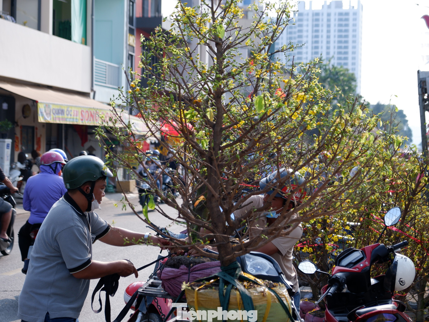 Tuỳ theo kích thước, kiểu dáng, giá mỗi cây mai vàng có thể dao động từ dưới 1 triệu đồng đến hơn vài triệu đồng.