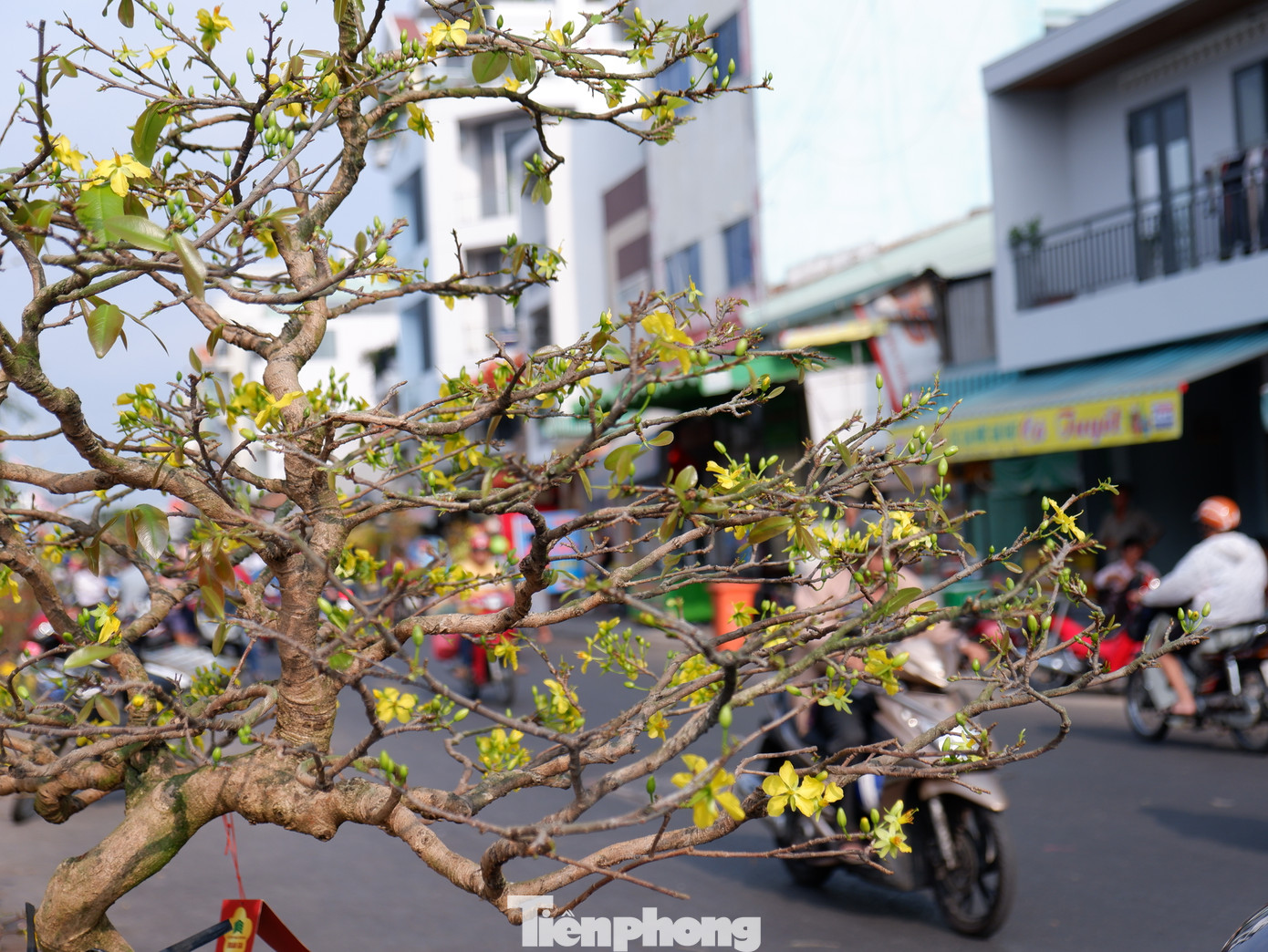 Theo kế hoạch, các chợ hoa xuân tại TPHCM sẽ kết thúc vào trưa mai (30 tháng Chạp).