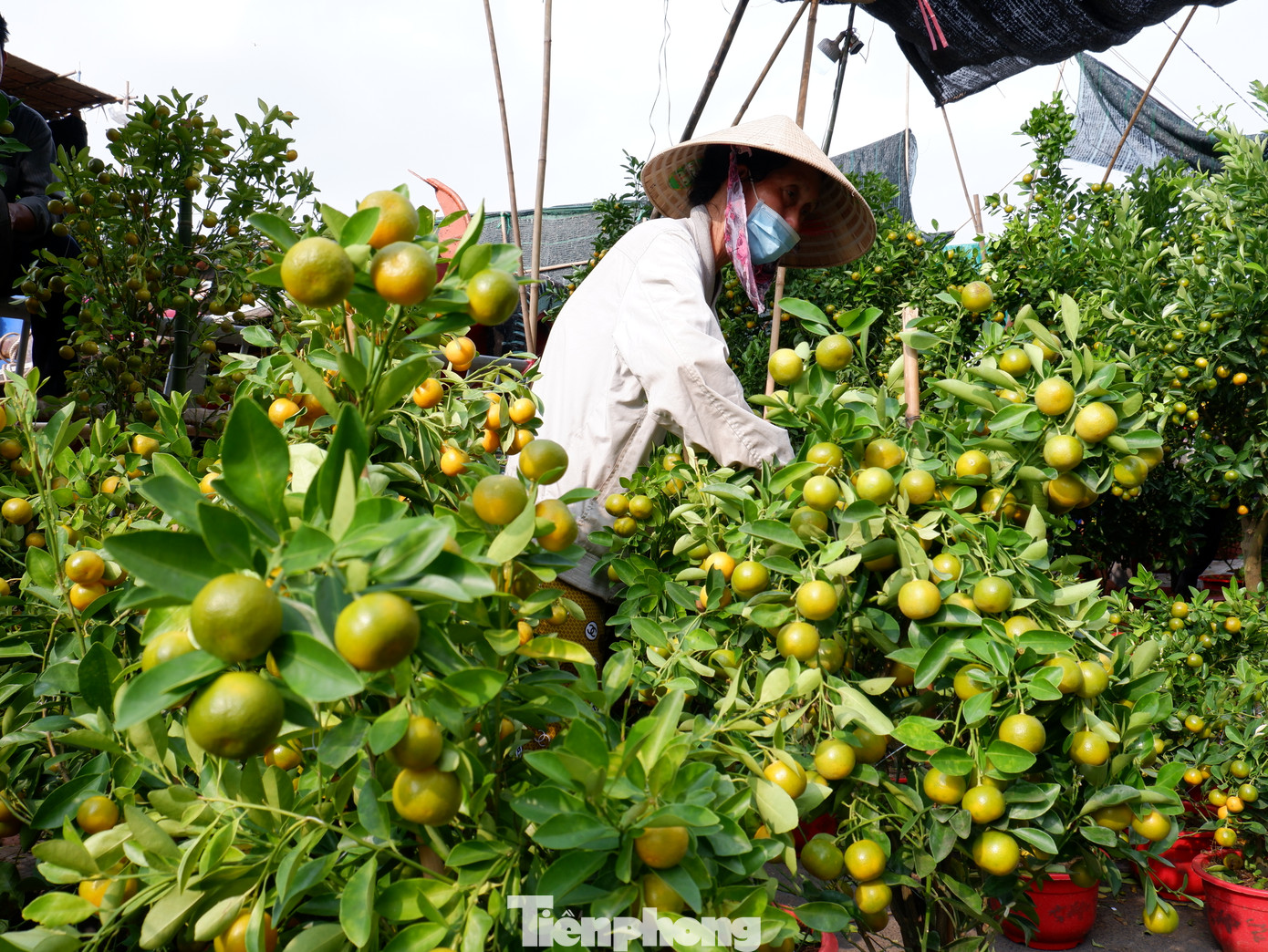Những cây tắc (quất) sai trĩu quả rất thu hút khách trong dịp Tết.