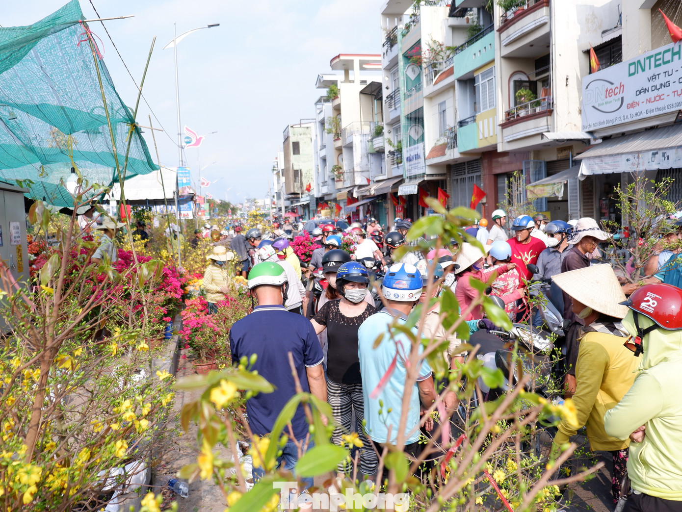 Một số điểm kinh doanh cây mai vàng đông kín khách đến hỏi giá và mua sắm.