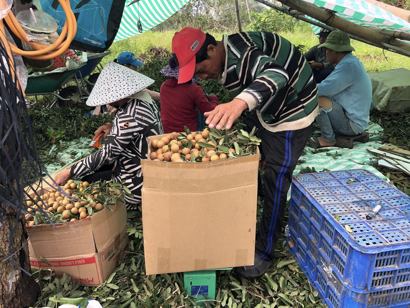 Hiện, nhiều mặt hàng nông sản của nông dân không có đầu ra do thương lái không đến được để thu mua, tiêu thụ Hiện, nhiều mặt hàng nông sản của nông dân không có đầu ra do thương lái không đến được để thu mua, tiêu thụ