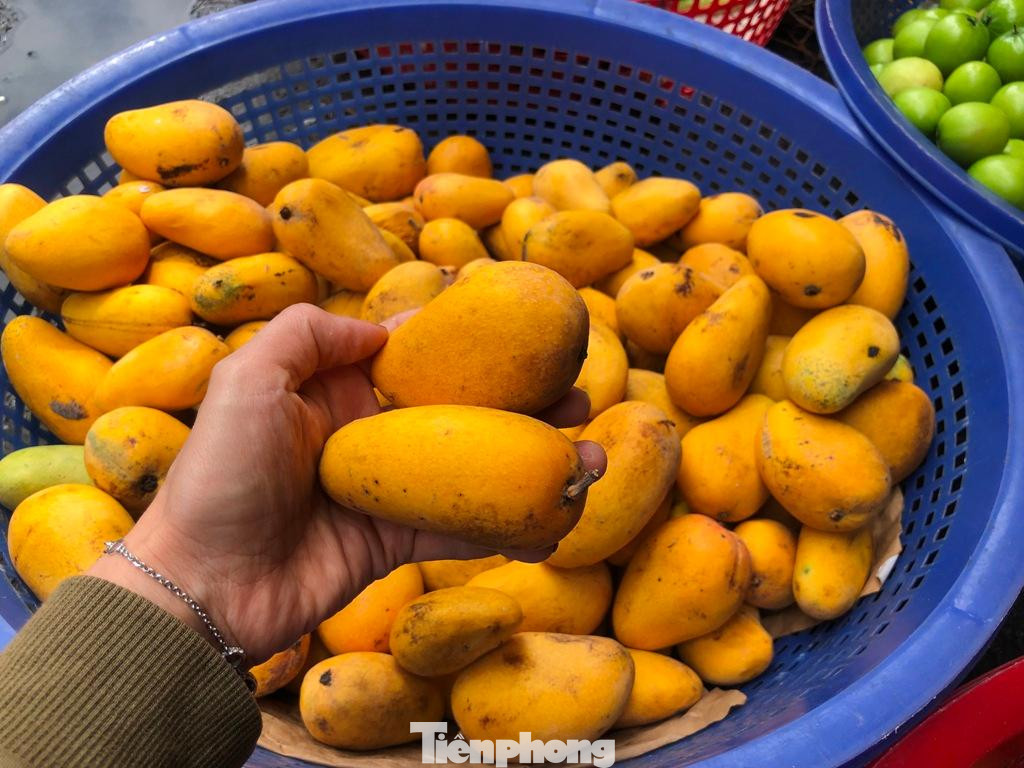 Xoài mini có trái nhỏ từ 100-150 gram/trái, vị ngọt gắt