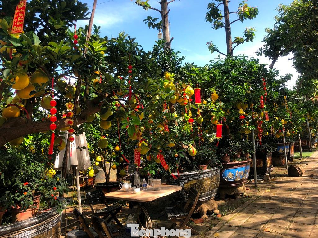 Vài ngày gần đây, trên đường Mai Chí Thọ (TP Thủ Đức), những chậu bưởi Diễn vàng ươm được chở từ các tỉnh phía Bắc về TPHCM phục vụ người dân chơi Tết.