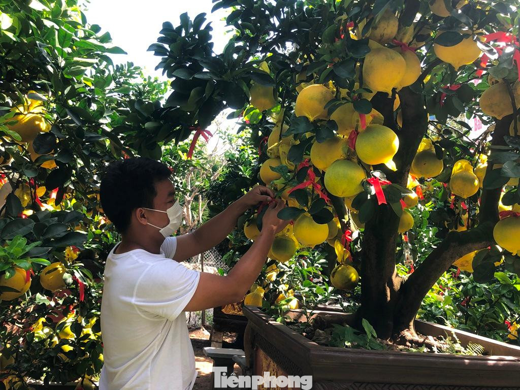 Anh Phương, chủ vườn kiểng Hoàng Phương cho biết: "Dù bưởi mới về được ít ngày nhưng đã có khá nhiều khách đến xem cây, đặt hàng và gửi nhà vườn chăm sóc, gần Tết mới chở về nhà chơi Xuân".