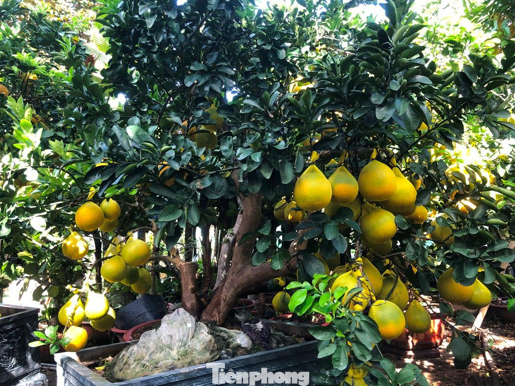 Những cây bưởi có thế đẹp, trái nhiều sẽ có giá càng cao