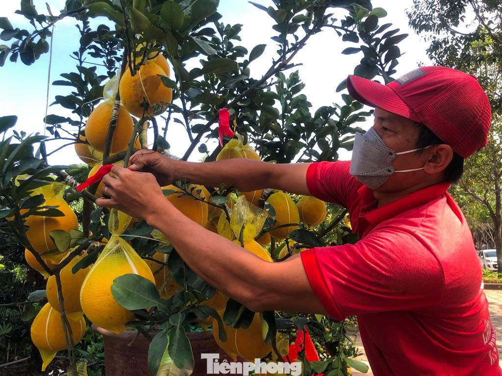 Trang trí, cắt tỉa cành bưởi trước thêm đẹp mắt