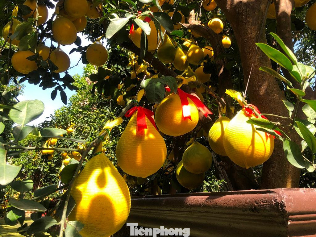 Những cây bưởi có gần cả trăm trái vàng ươm, lúc lỉu lại còn được trang trí thêm nơ đỏ nhìn rất bắt mắt. Giá mỗi chậu bưởi từ 6-100 triệu đồng tùy theo số trái, dáng cây...