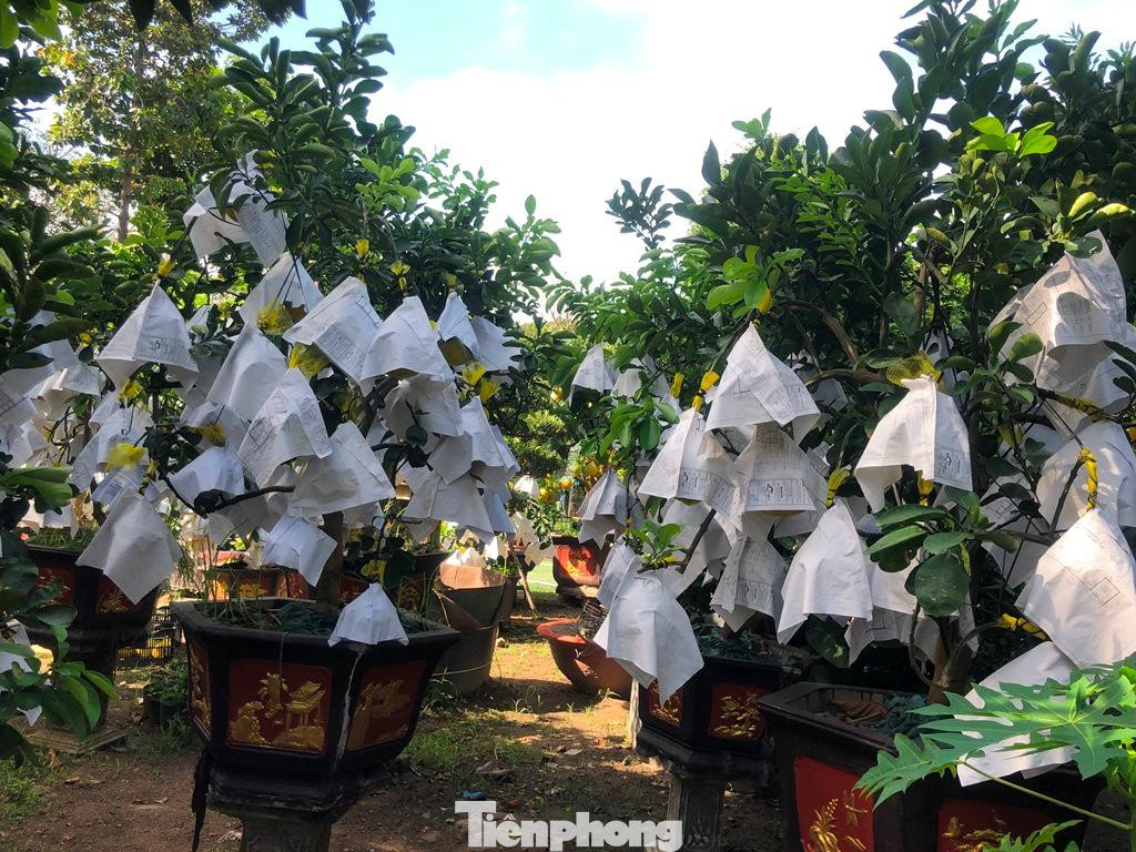 Để bảo vệ trái, nhà vườn giăng lưới, che bạt để trái bưởi tránh mưa nắng.