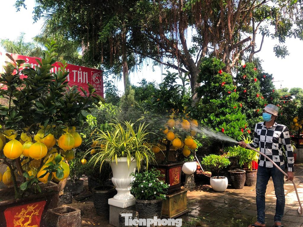 Việc chăm sóc bưởi Diễn khá đơn giản, các chủ vườn chỉ tưới nước đều đặn mỗi buổi sáng và chiều, cắt tỉa các cành con gọn gàng để tạo dáng.