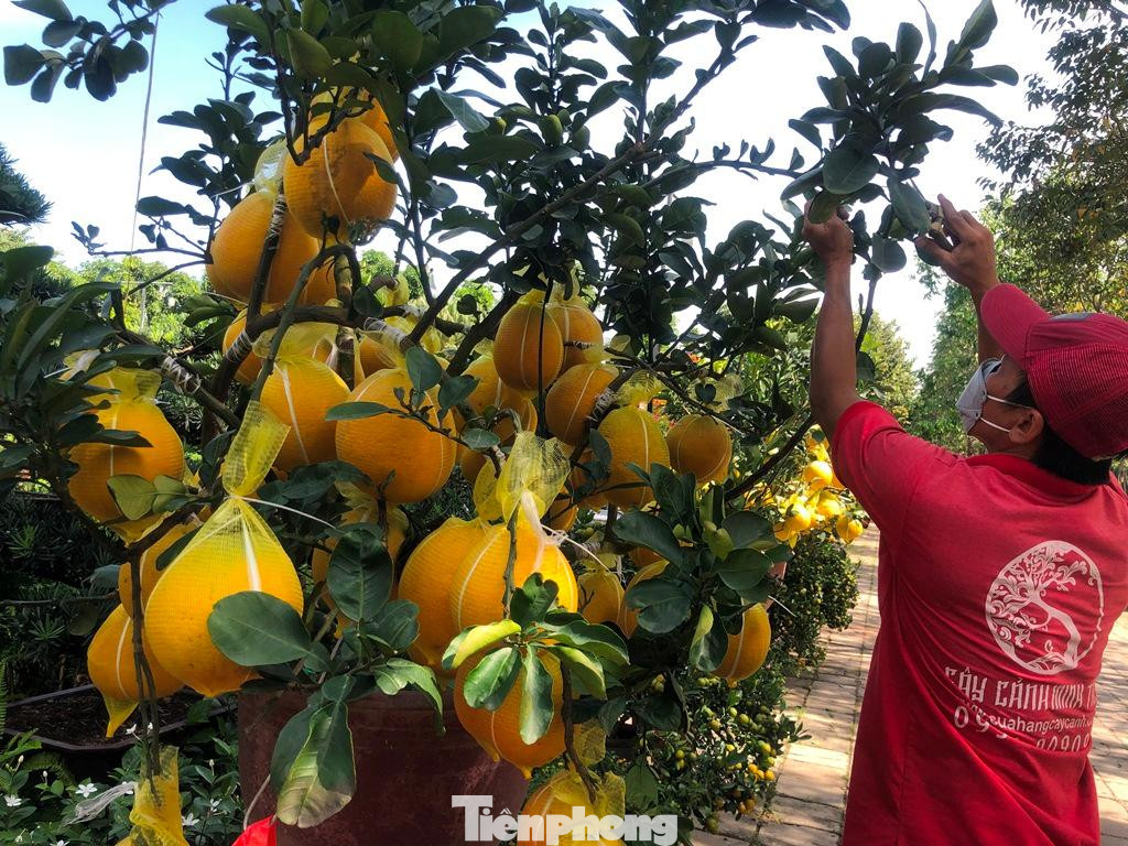 Theo các chủ vườn kinh doanh, bưởi Diễn là loại cây cảnh chuyên chơi Tết, có màu sắc đặc trưng, hương thơm thoang thoảng khác với bưởi miền Nam nên được nhiều người dân Thành phố chuộng chơi trong dịp Tết 5 năm trở lại đây. Tuy nhiên, do bưởi chỉ trồng được ở phía Bắc nên hàng năm cứ gần đến Tết, các nhà vườn đều nhập hàng trực tiếp, đưa bưởi Diễn “Nam tiến” để bán lẻ, phân phối.