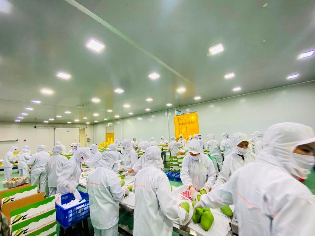 Để hạn chế câu chuyện &quot;được mùa mất giá&quot;, các chuyên gia cho rằng cần quy hoạch lại vùng trồng, có phương án chế biến sau thu hoạch...