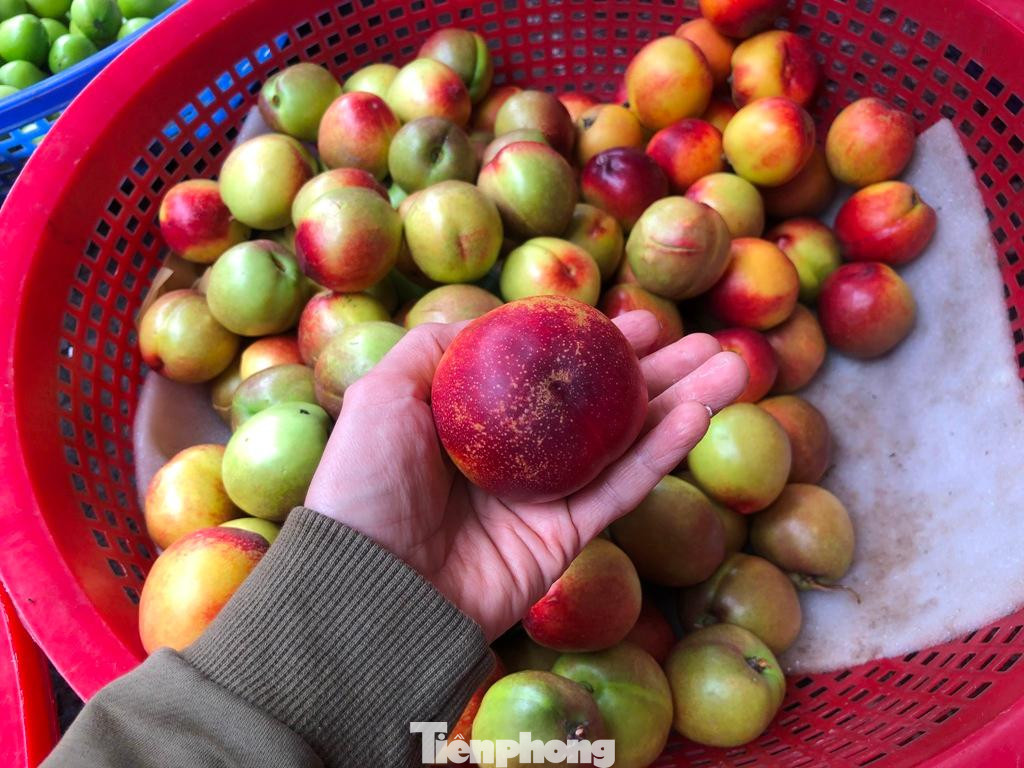 Những quả chín thì mềm nhũn, ăn lạt lẽo chứ không ngọt thơm