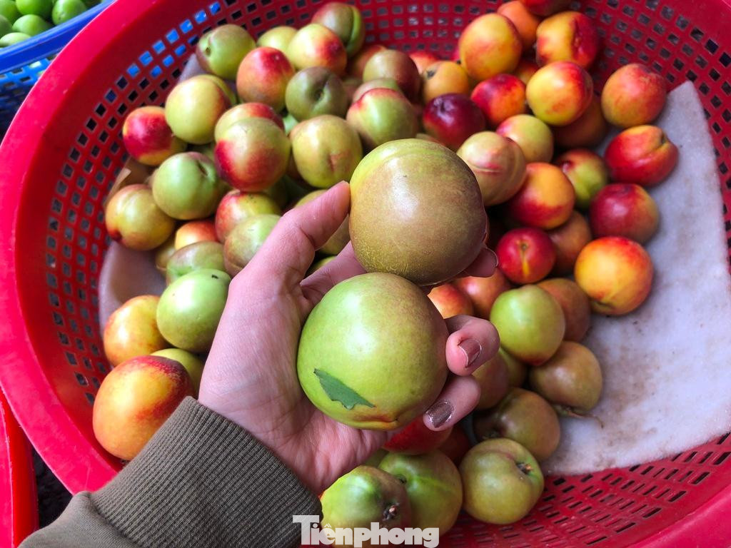 Quả còn xanh bóp vào cứng, ăn giòn nhưng không có mùi vị gì