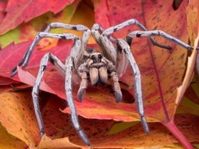 Nhện sói. Nguồn: Internet