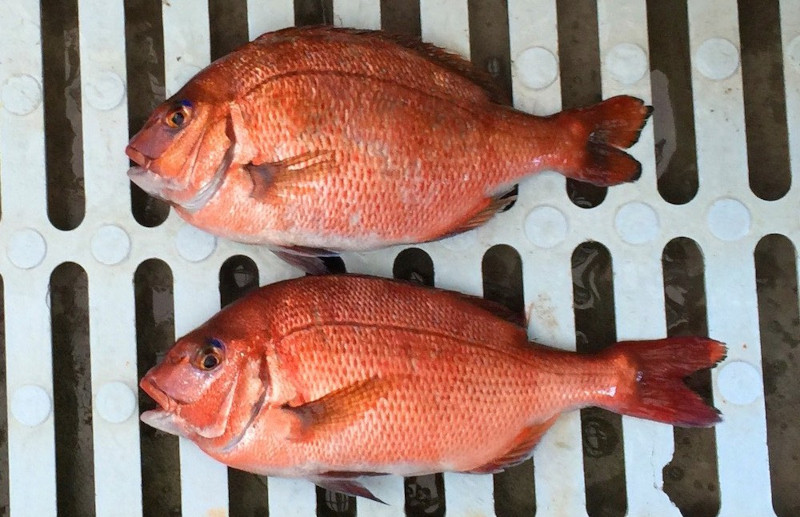 Cá tráp biển đỏ nuôi bằng công nghệ cao có nhiều thịt hơn (ảnh trên) và cá tráp biển đỏ nuôi thông thường (ảnh dưới). Ảnh: Regional Fish Institute. Cá tráp biển đỏ nuôi bằng công nghệ cao có nhiều thịt hơn (ảnh trên) và cá tráp biển đỏ nuôi thông thường (ảnh dưới). Ảnh: Regional Fish Institute.