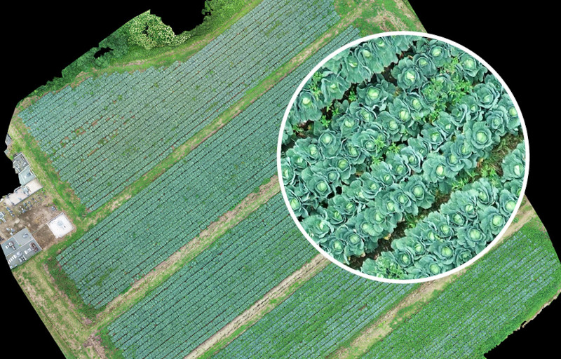 Công nghệ AI phân tích màu lá “IROHA” có thể xác nhận các chi tiết có độ phân giải chỉ 1 mm. Ảnh: SkymatiX. Công nghệ AI phân tích màu lá “IROHA” có thể xác nhận các chi tiết có độ phân giải chỉ 1 mm. Ảnh: SkymatiX.