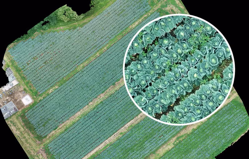 Công nghệ AI phân tích màu lá “IROHA” có thể xác nhận các chi tiết có độ phân giải chỉ 1 mm. Ảnh: SkymatiX.