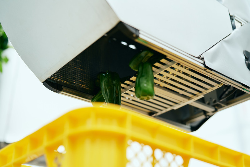 Robot di chuyển xung quanh nhà kính để thu hoạch rau quả như ớt chuông, dưa chuột, cà chua… Ảnh: Agrist. Robot di chuyển xung quanh nhà kính để thu hoạch rau quả như ớt chuông, dưa chuột, cà chua… Ảnh: Agrist.