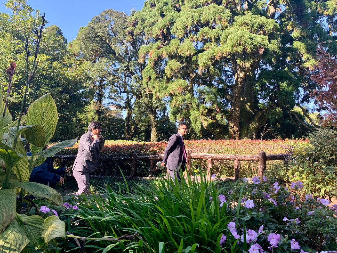 Phía sau hai nam du khách này là cây liễu sam nghìn tuổi nằm cạnh vườn hoa muôn hồng ngàn tía. Ảnh: Linh Nhi.