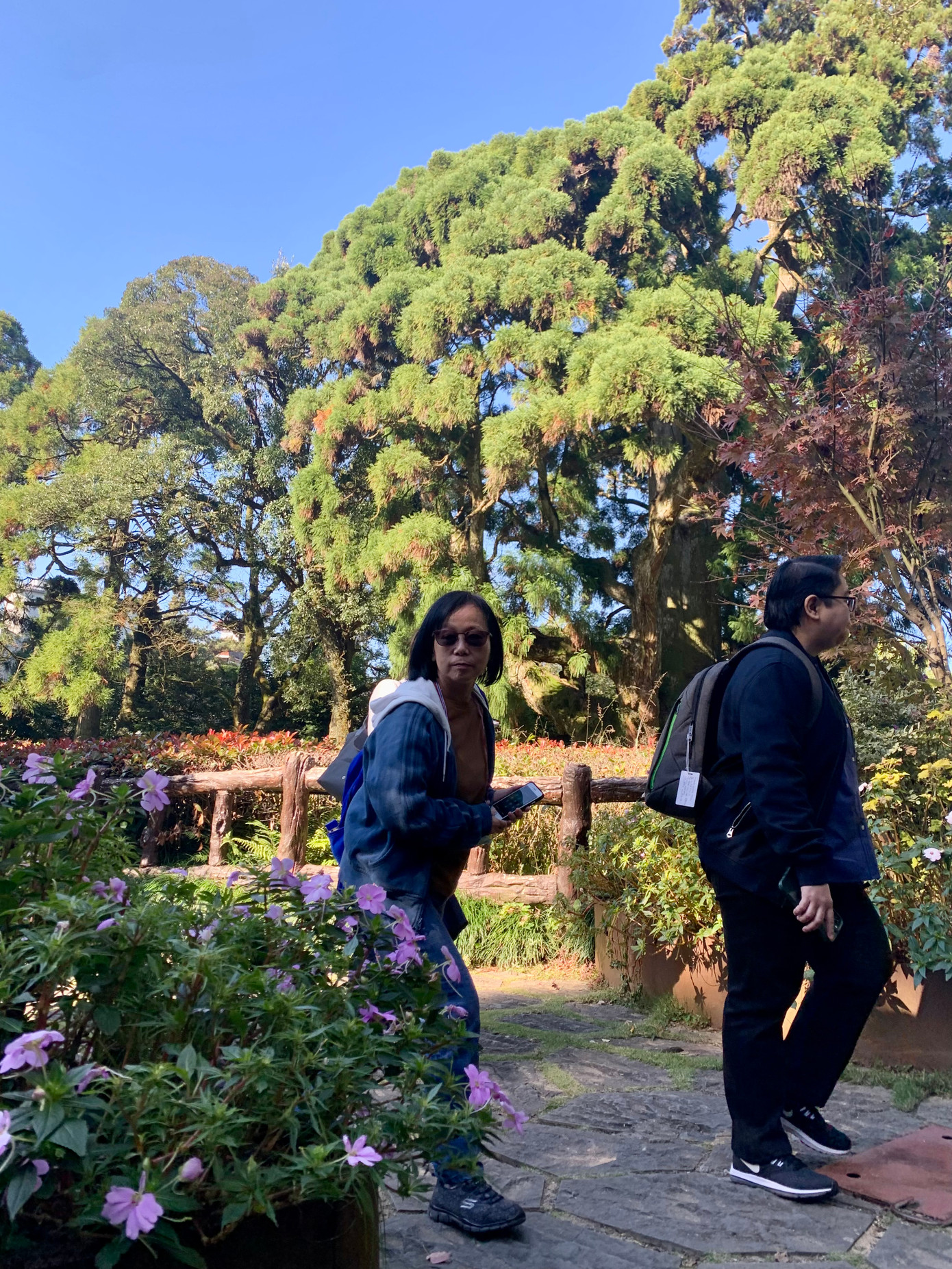 Phía sau hai nữ du khách nước ngoài này là cây liễu sam nghìn tuổi. Ảnh: Linh Nhi.