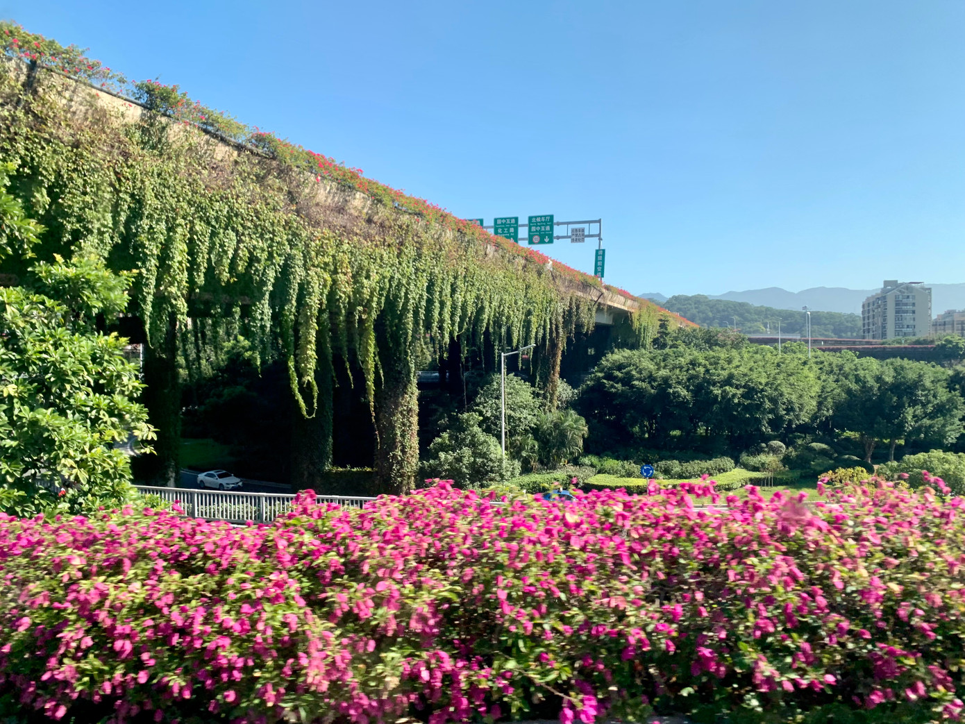 Đường trên cao ở thành phố Phúc Châu, tỉnh Phúc Kiến xanh mướt cỏ mềm. Ảnh: Linh Nhi.